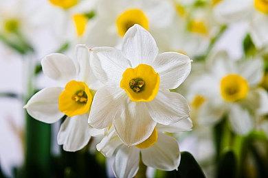 除《女神异闻录3：Reload》外 Atlus目前没在开发其他重制作品